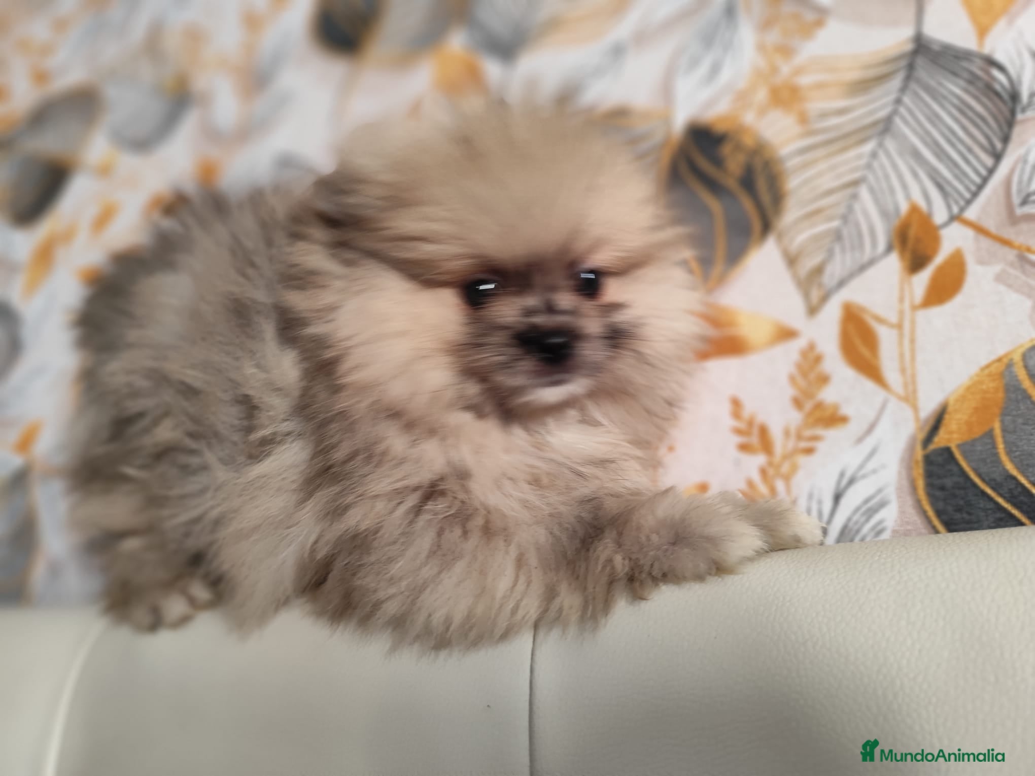 Pomerania perros Pomeranias merle - Anuncio 21