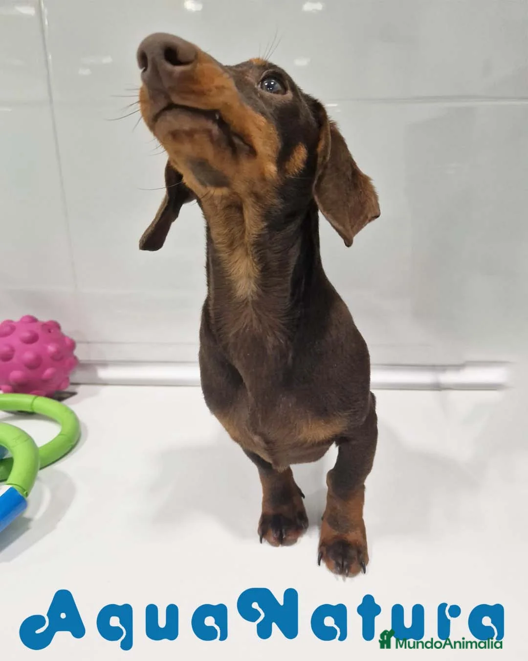 Teckel perros en venta: Teckel Macho de Lena 4482 AQUANATURA - Anuncio 6