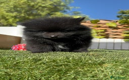 Pomerania perros en venta: POMERANIA HEMBRA - Imagen 3