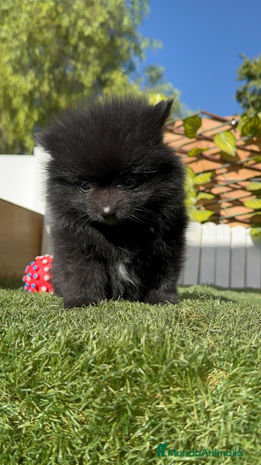 Pomerania perros en venta: POMERANIA HEMBRA - Imagen 3