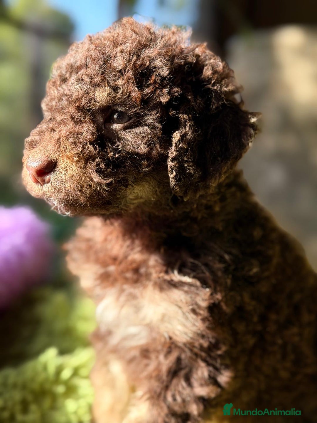 Perro de Agua Español perros en venta: PERRO DE AGUA ESPAÑOL - Anuncio 1