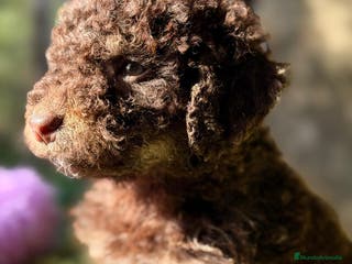 Perro de Agua Español perros PERRO DE AGUA ESPAÑOL - Anuncio 3