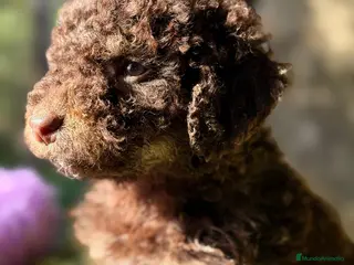 Perro de Agua Español perros PERRO DE AGUA ESPAÑOL - Anuncio 5