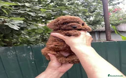 Caniche Toy perros en venta: caniche toy asiáticos  - Imagen 2