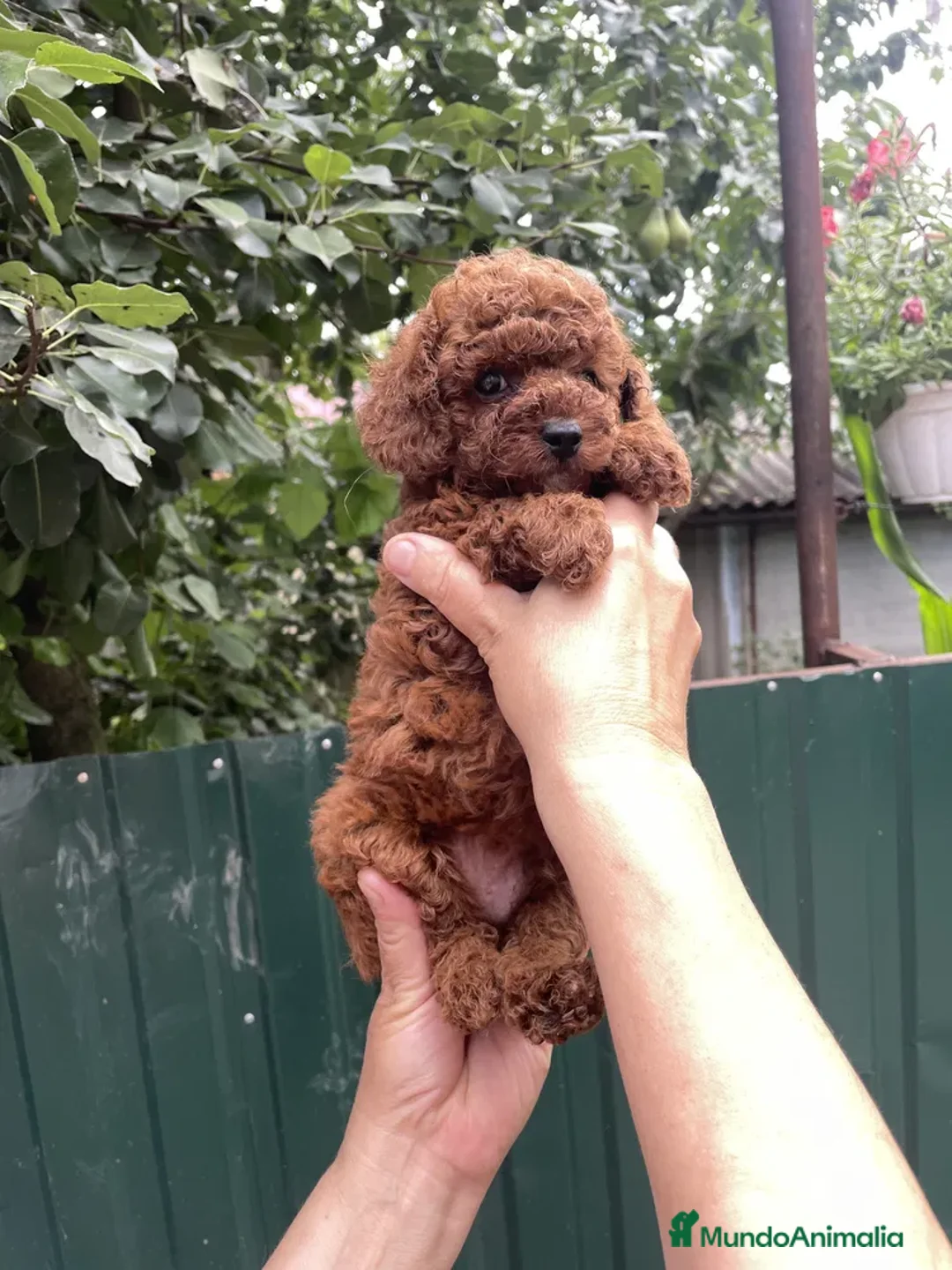 Caniche Toy perros en venta: caniche toy asiáticos  - Imagen 2
