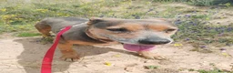 Raza Mixta perros en adopcion: LAZY ❤️✨ en adopción  - Anuncio 4