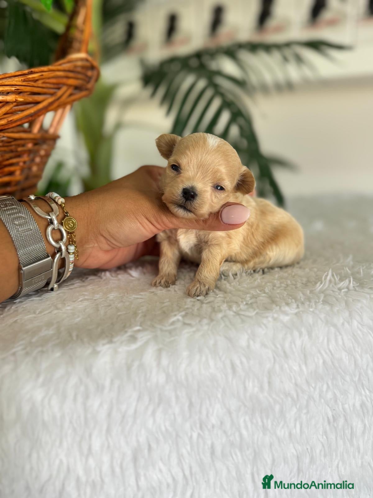 Maltipoo perros MALTIPOO COREANO - Anuncio 2