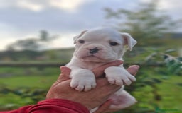 Boxer perros en venta: BOXET MACHO BLANCO - Imagen 3