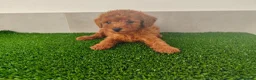 Caniche Toy perros en venta: Caniches toy - Anuncio 23