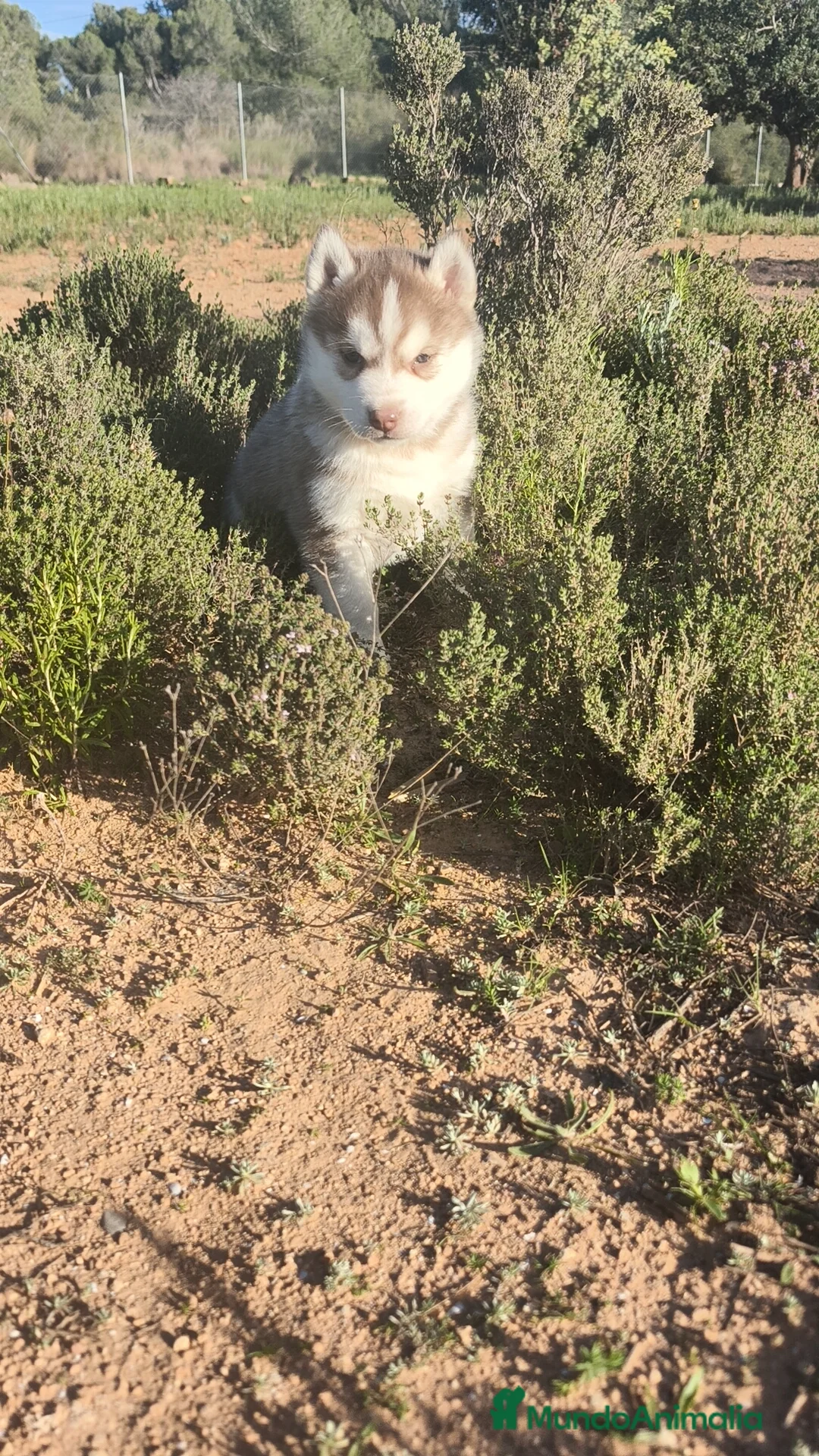 Husky Siberiano perros en venta: Husky SIBERIANO  - Anuncio 4