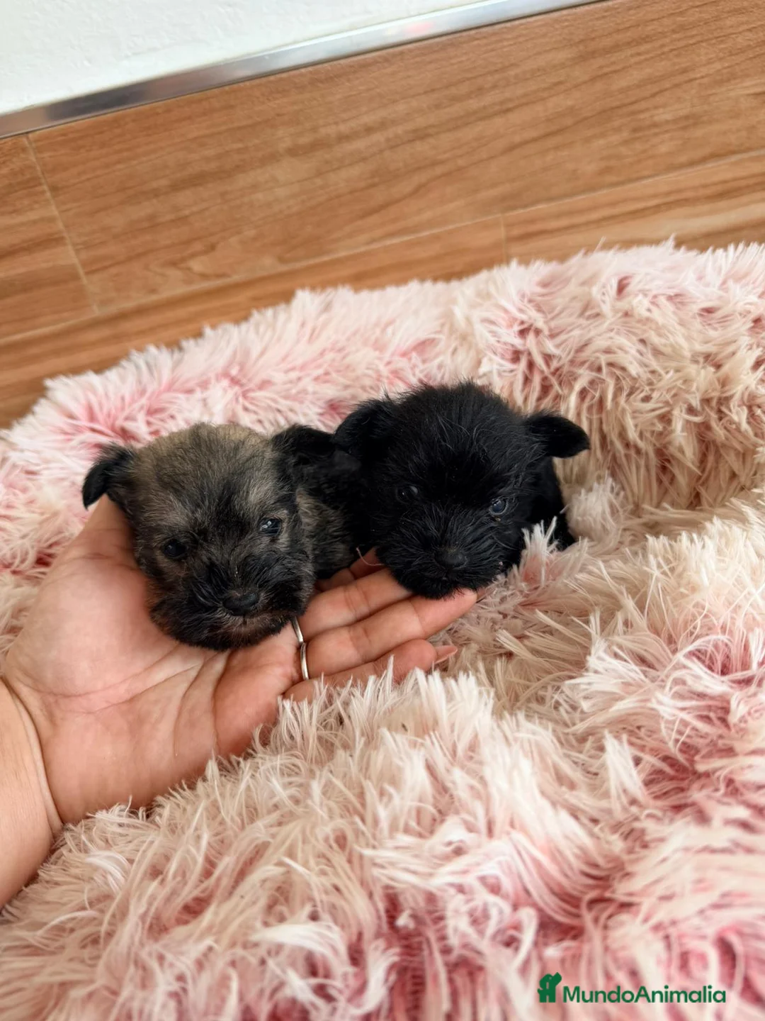 Schnauzer Miniatura perros en venta: Schnauzer mini  - Anuncio 8