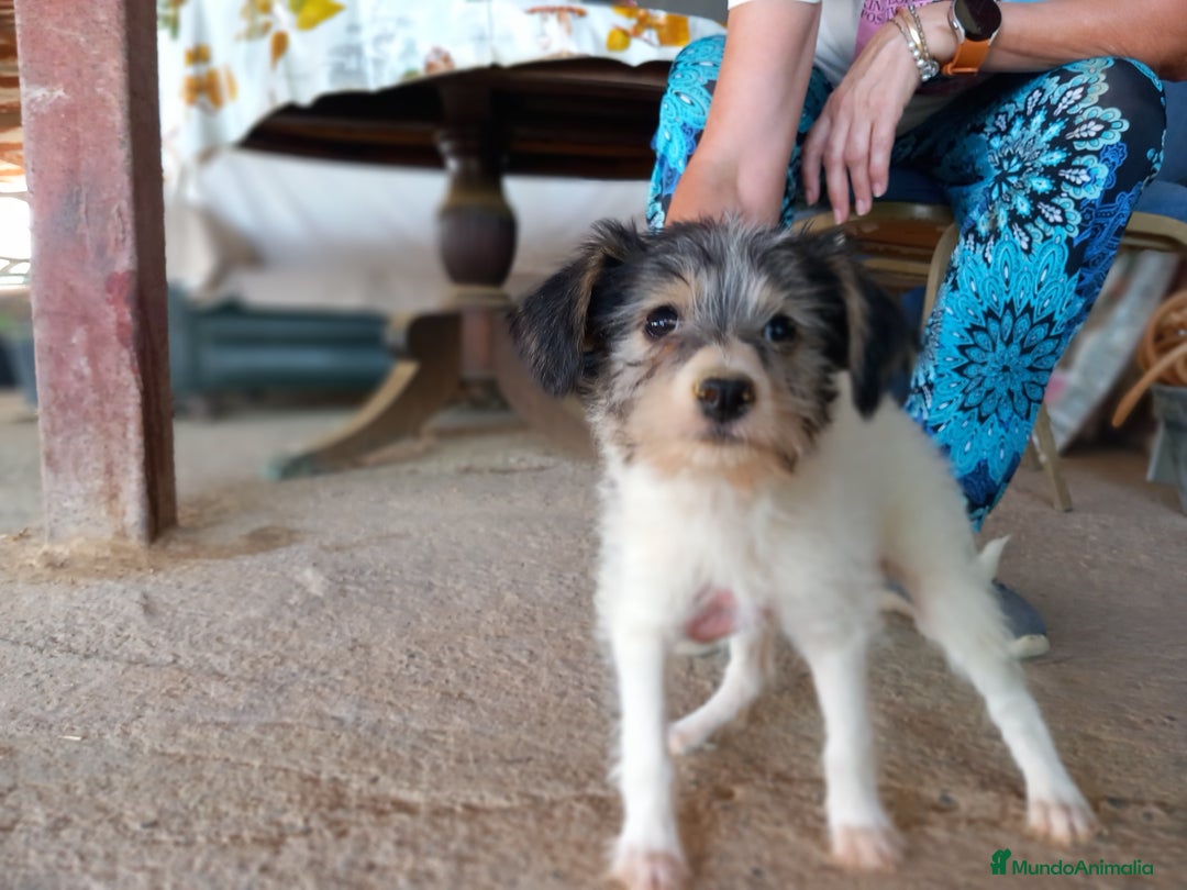 Otras razas perros en venta: Cachorros Crestado Chino con pelo. - Anuncio 3