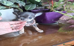 Chihuahua perros en venta: Chihuahuas  - Imagen 2