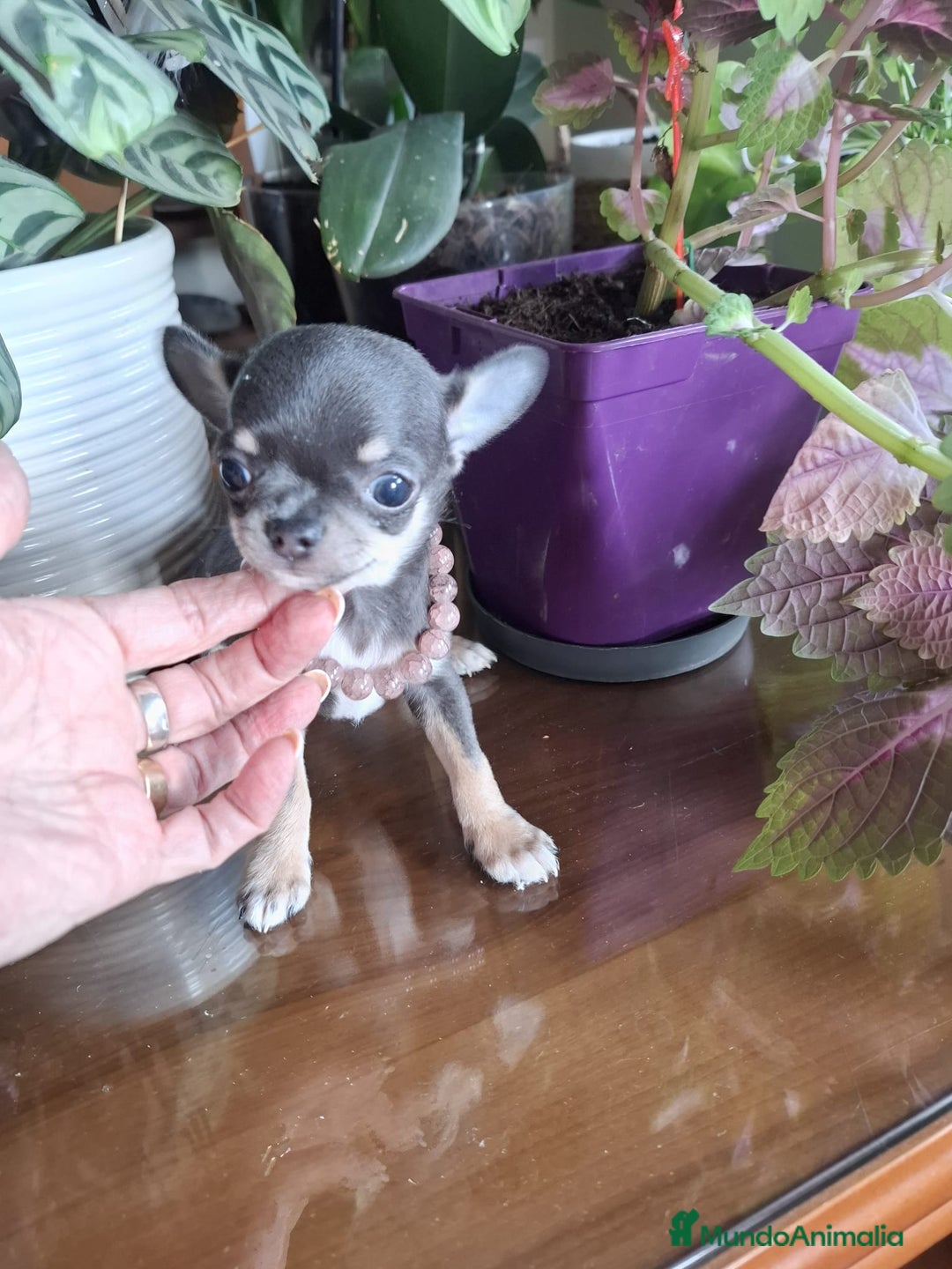 Chihuahua perros en venta: Chihuahuas  - Imagen 2