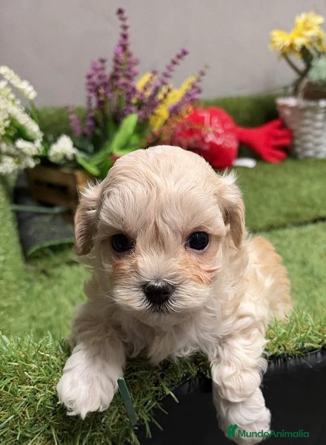 Maltipoo perros en venta: Maltipoo hembra!!! - Anuncio 1