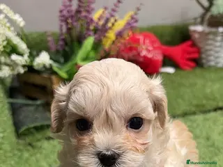Maltipoo perros Maltipoo hembra!!! - Anuncio 1