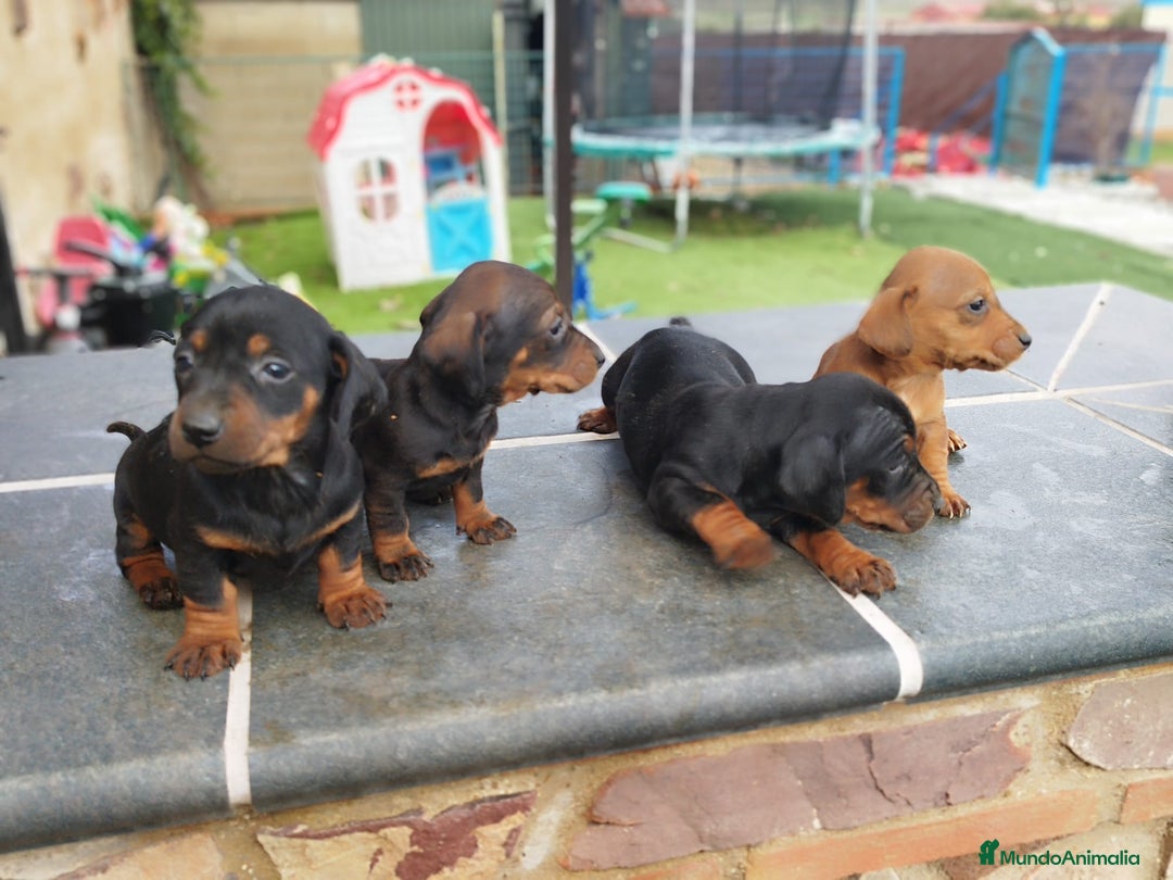 Teckel Miniatura perros en venta: Teckel mini  - Anuncio 5