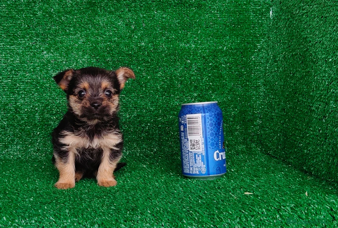 Yorkshire Terrier perros en venta: Yorkshire terrier  - Anuncio 6