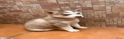 Husky Siberiano perros en venta: Husky siberiano  - Anuncio 2
