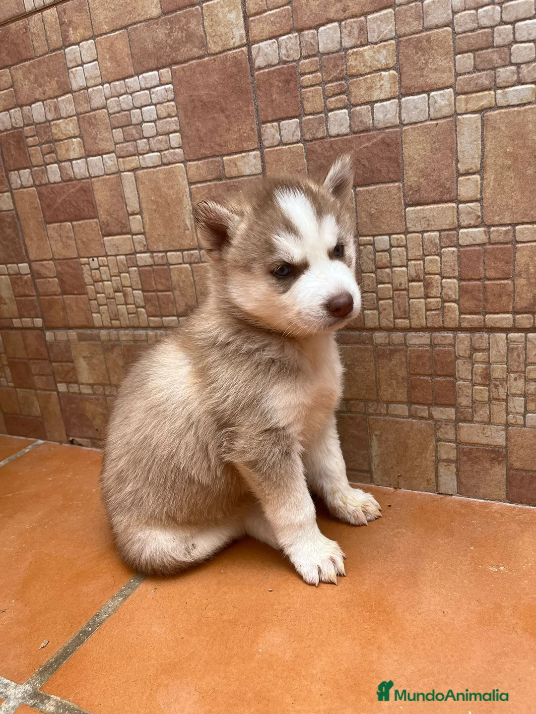 Husky Siberiano perros en venta: Husky siberiano  - Anuncio 2