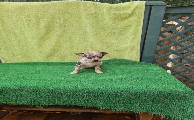 Chihuahua perros - Anuncio 2