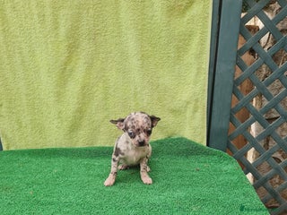 Chihuahua perros - Anuncio 19