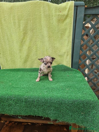 Chihuahua perros - Anuncio 7