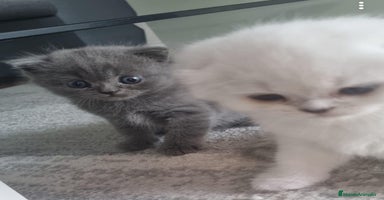 Británico de Pelo Largo gatos British long hair  - Anuncio 16