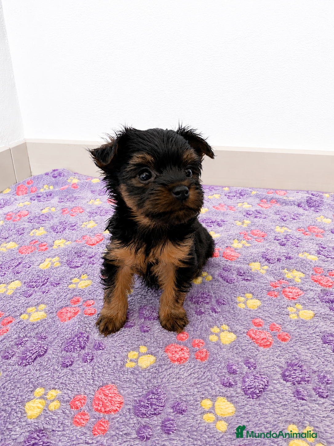 Yorkshire Terrier perros Niños de Yorkshire Terrier🩵 - Anuncio 18