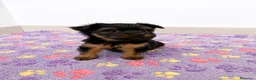 Yorkshire Terrier perros en venta: Niños de Yorkshire Terrier🩵 - Anuncio 1