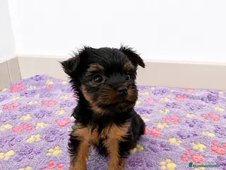 Yorkshire Terrier perros Niños de Yorkshire Terrier🩵 - Anuncio 1