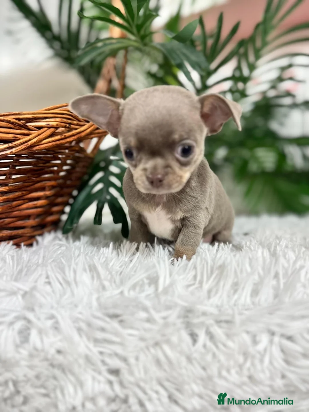 Chihuahua perros en venta: CHIHUAHUA - Anuncio 3