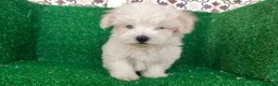 Bichón Maltés perros en venta: Bichón maltés  - Anuncio 14