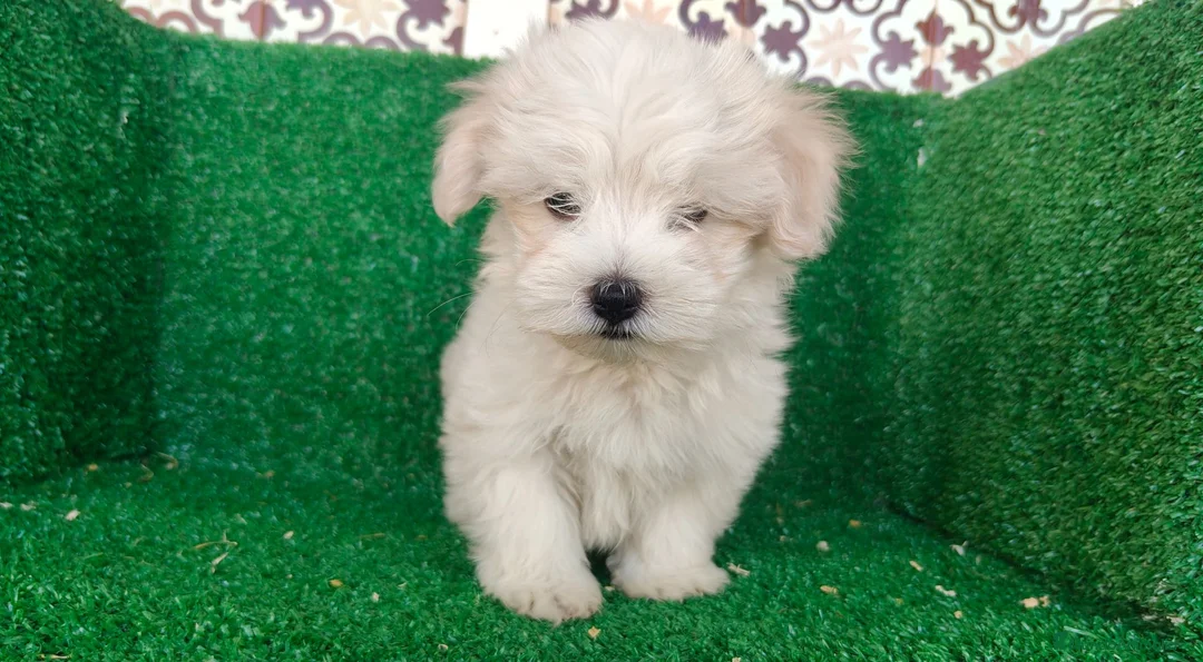 Bichón Maltés perros en venta: Bichón maltés  - Anuncio 14