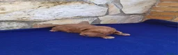 Raza Mixta perros en venta: Caniches  - Anuncio 2