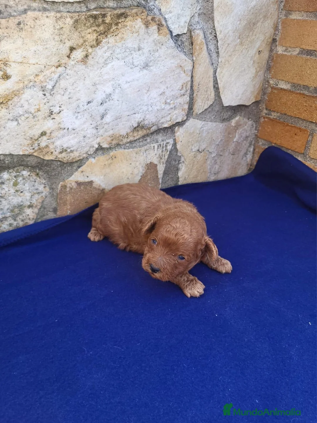 Raza Mixta perros en venta: Caniches  - Anuncio 2