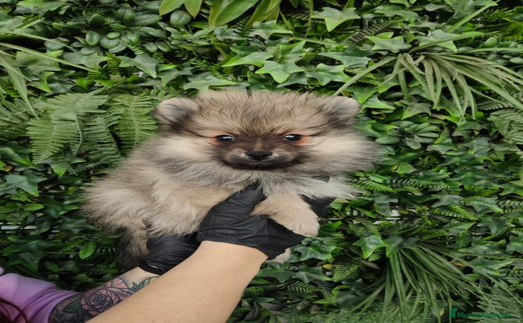 Pomerania perros PRECIOSOS POMERANIAS SABLES  - Anuncio 1