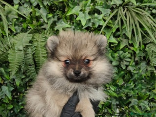 Pomerania perros PRECIOSOS POMERANIAS SABLES - Anuncio 1