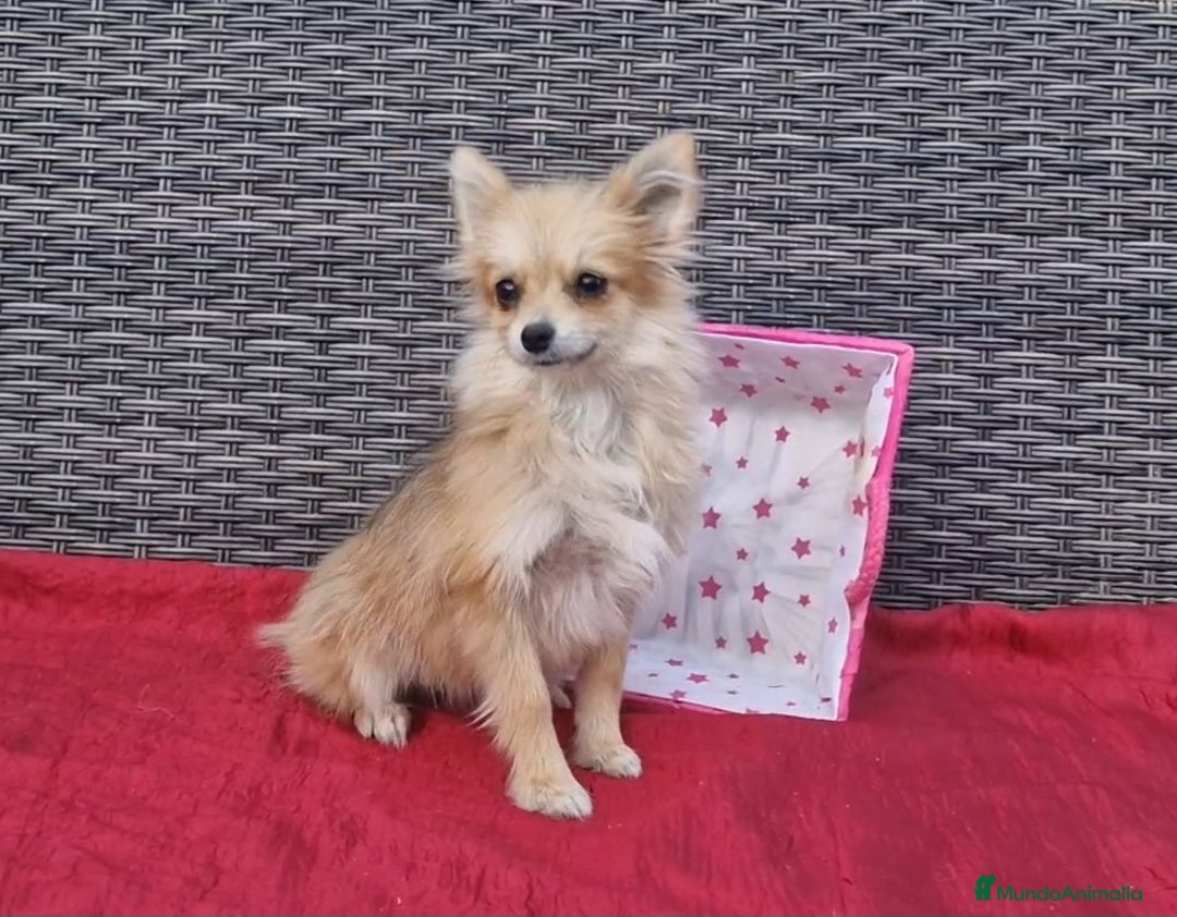 Spitz pequeño - Kleinspitz perros en venta: Spizt/Pomerania toy Hembra sable - Imagen 2