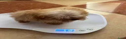 Caniche Enano perros en venta: Caniche enano - Anuncio 2
