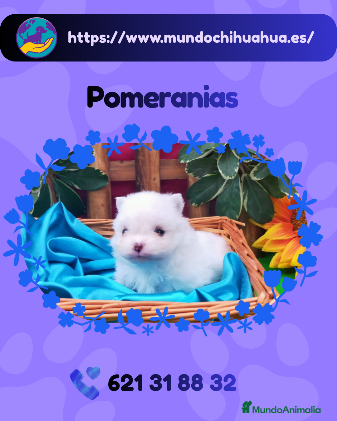 Pomerania perros Camada de pomeranias enanos 🧸 - Anuncio 1