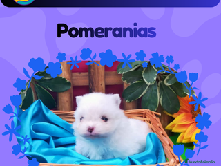 Pomerania perros Camada de pomeranias enanos 🧸 - Anuncio 1