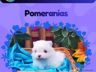 Pomerania perros Camada de pomeranias enanos 🧸 - Anuncio 4