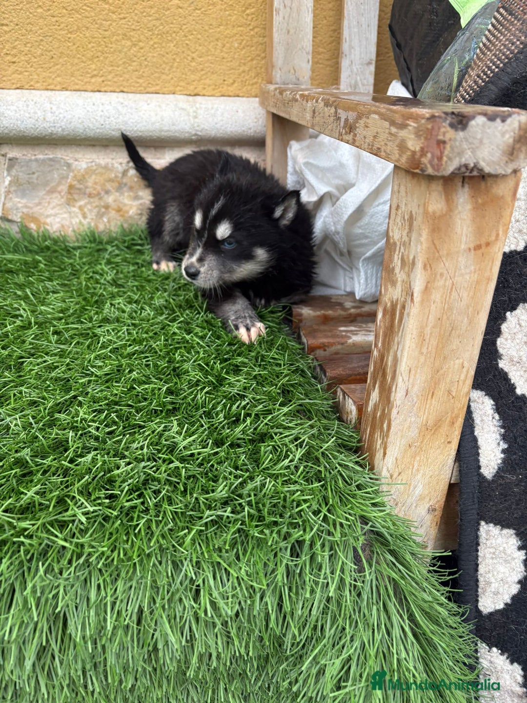 Husky Siberiano perros en venta: Cachorro de Husky Siberiano macho  - Anuncio 10