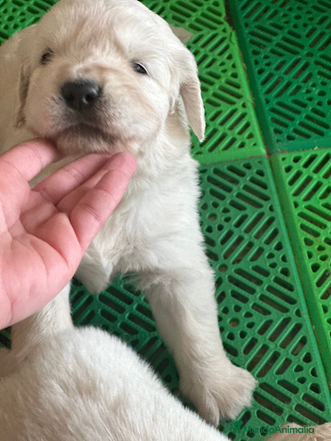 Golden Retriever perros en venta: GOLDEN RETRIEVER NACIONAL  en Barcelona - Imagen 5