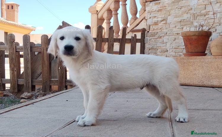 Golden Retriever perros - Anuncio 16