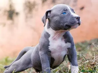 American Pit Bull Terrier perros AMERICAN PITBULL CRIADERO PROFESIONAL - Anuncio 19