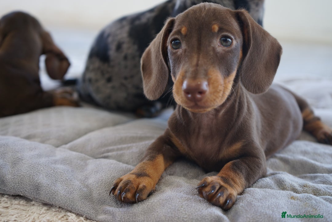 Teckel Miniatura perros en venta: 🐾 Gregorio, Bongo & Congo – Teckel únicos 🍫 - Imagen 3
