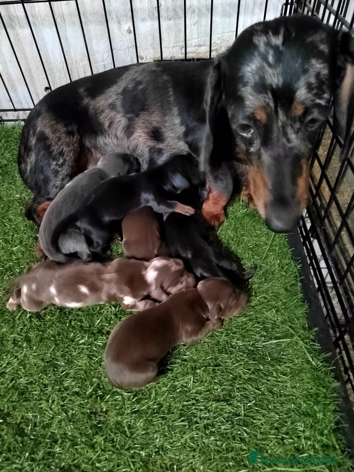 Teckel Miniatura perros Camada de Teckel miniatura - Anuncio 1