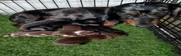 Teckel Miniatura perros en venta: Camada de Teckel miniatura - Anuncio 1